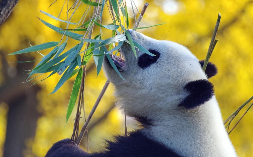 panda, bamboo, bear, mammal, china, zoo, species, eating, fauna, panda, panda, panda, panda, panda, china, china