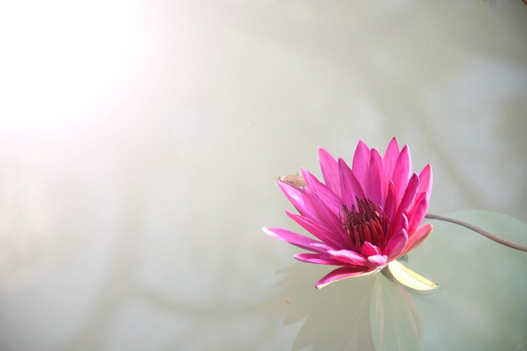 lotus, flower, pink, bloom, blossom, beautiful flowers, pink flower, flower background, pink lotus, flower wallpaper, lotus flower, petals, pink petals, aquatic plant, flora, nature, plant, nature wallpaper
